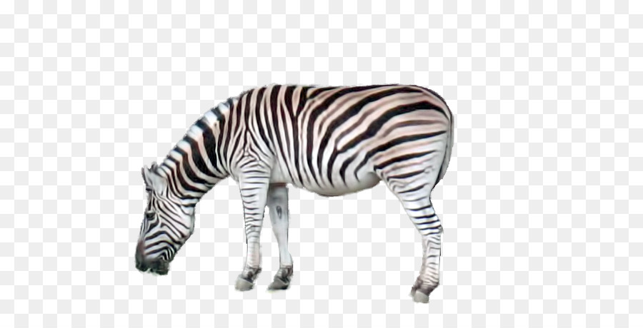 Quagga Hals Terrestrischen Tier Wildlife - baby zebra
