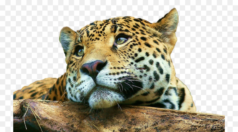 Nền Máy Tính Jaguar Hổ Điện Thoại Di Động Cheetah - báo đốm