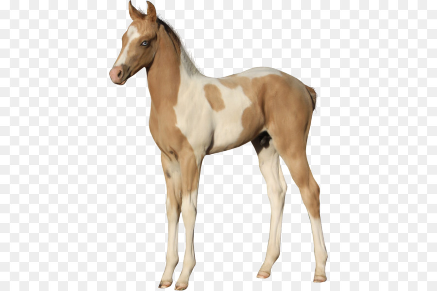 Puledro American Paint Horse Mustang Stallone Puledro - mustang