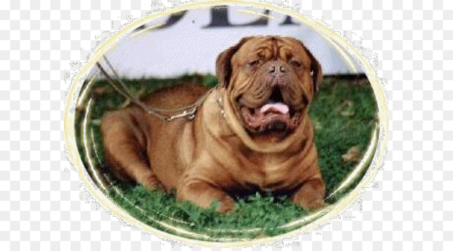 Dorset cổ điển Bulldogge Bulldogge tiếng Chó đực Đồ chơi Bullmastiff Dogue de Bordeaux - những người khác