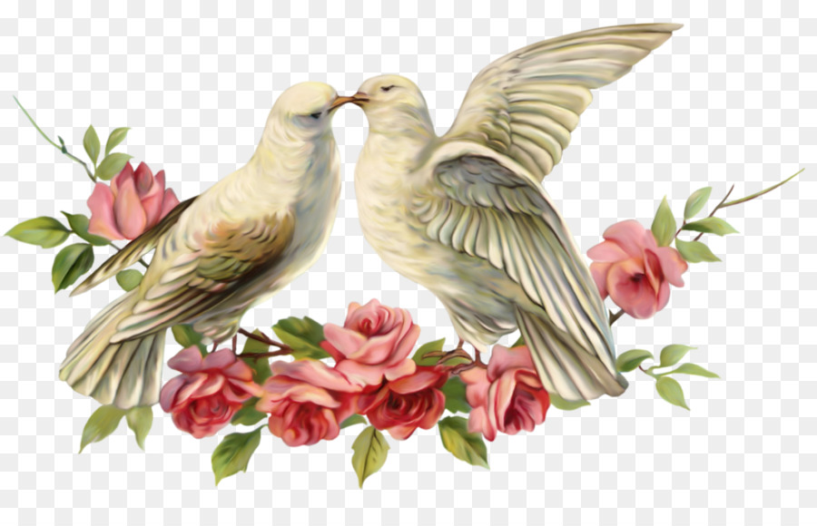 Columbidae san Valentino Uccello Matrimonio Tipico piccioni - coppia di uccelli