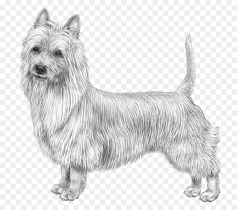 Glen Australian Terrier Norwich Terrier Australischer seidiger Terrier Skye Terrier - andere