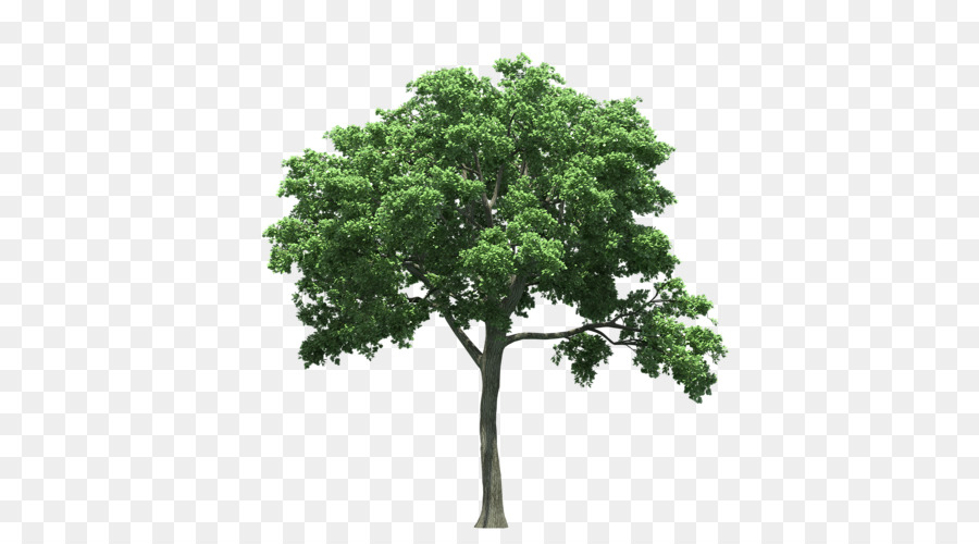 Texas State tree Eiche Birke - Baum