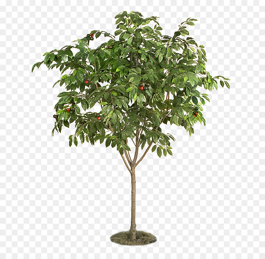 Obst-Baum-Pflanze-Baum-Struktur - Baum