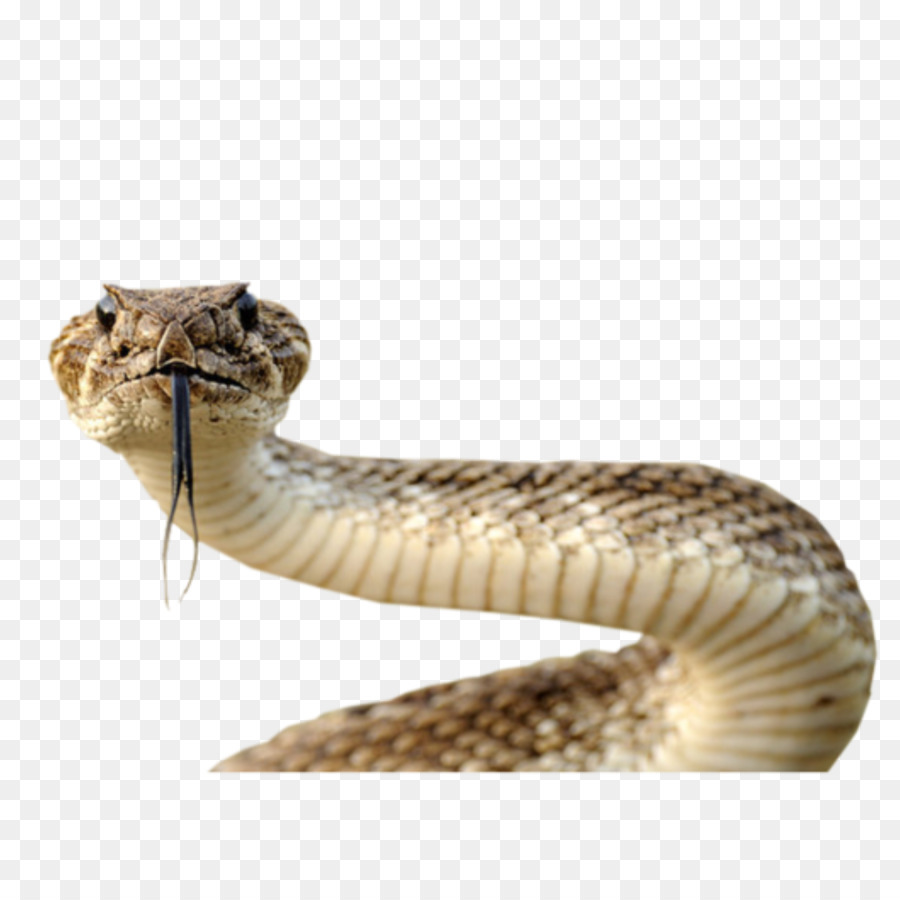 Con rắn Clip nghệ thuật - con rắn