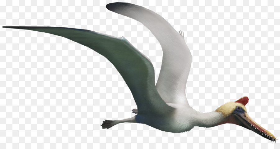Guidraco Boreopterus Jiufotang Formation Fliegenden Reptilien Pterosaurier - andere