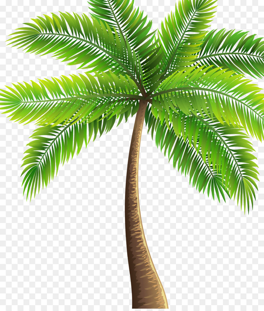 Asiatische palmyra palm Babassuöl Kokosöl Palmen, Dattelpalme - Kokos