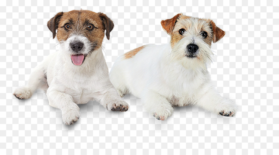 Jack Russell Terrier Draht Haar Fox Terrier Hund Zucht Welpen - Jack Russell