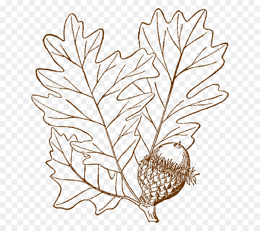 Bur oak Disegno Ramoscello di Albero - albero