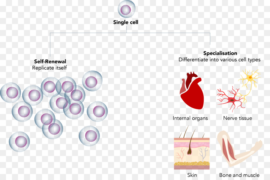 Stem cell Regeneration Nabelschnur Gewebe - andere