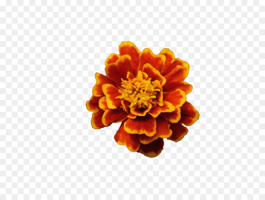Fiore Comune di papavero fiori d'Arancio - fiore