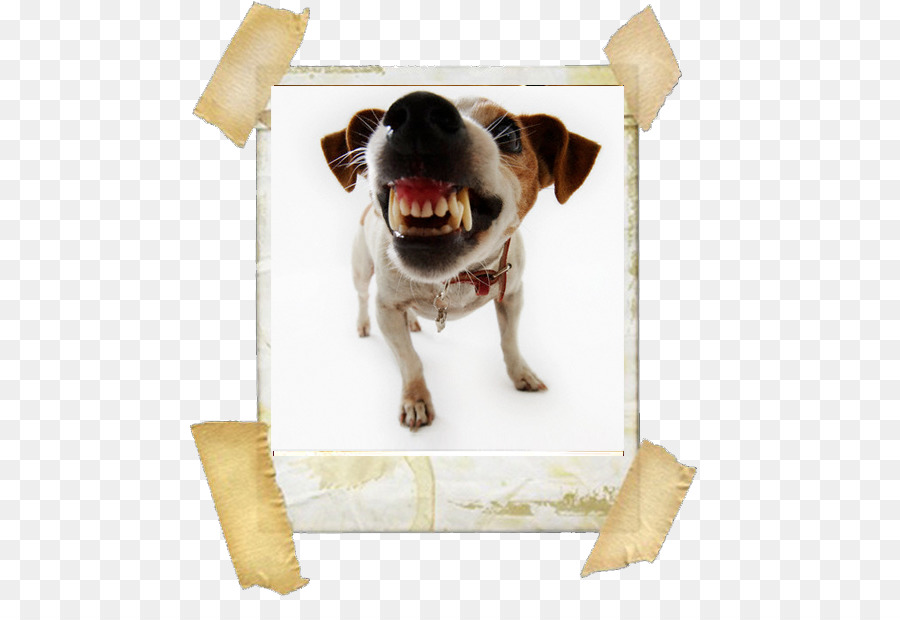 Zen Dog Pet Boutique Jack Russell Terrier Hund Katze Fellpflege Hund aggression - Jack Russell