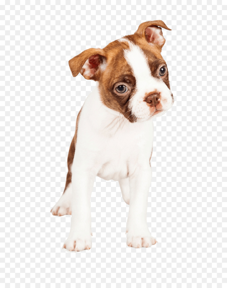 Boston Terrier Cucciolo di Cane di razza Pastore tedesco, cane da compagnia - cucciolo