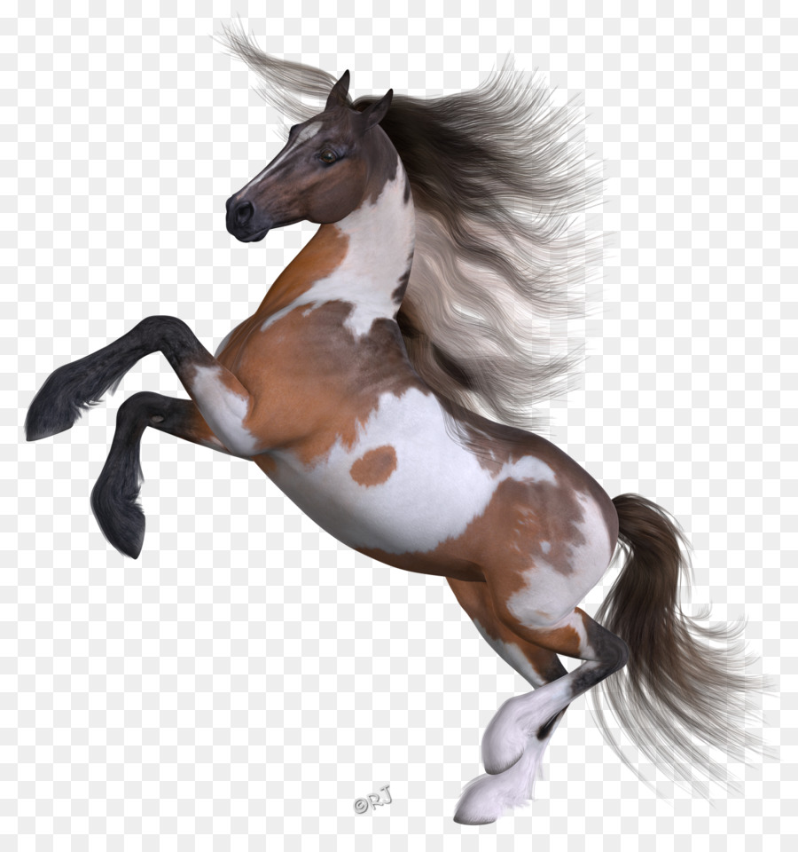 Mustang Pinkie pie Pony Mane Hanoverian horse - mustang