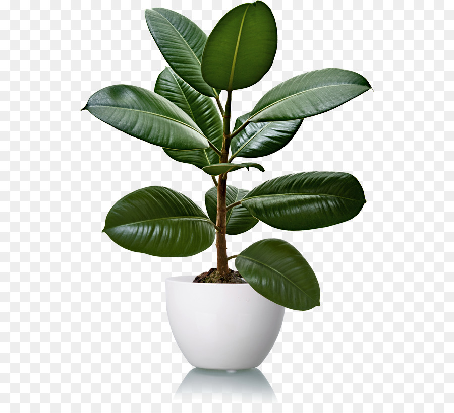Gomma fig Pará albero della gomma pianta d'appartamento in gomma Naturale - impianto