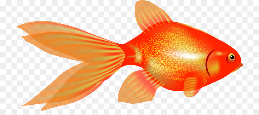 Zierfische Goldfische - Fisch
