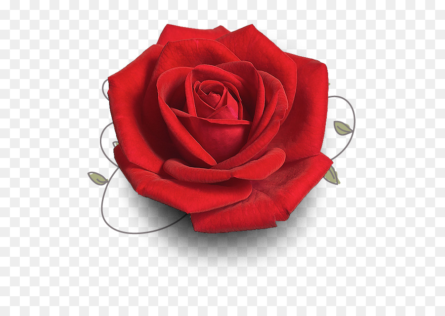 Hoa hồng trong vườn tình Yêu hạnh Phúc Cảm thấy Tốt - những người khác