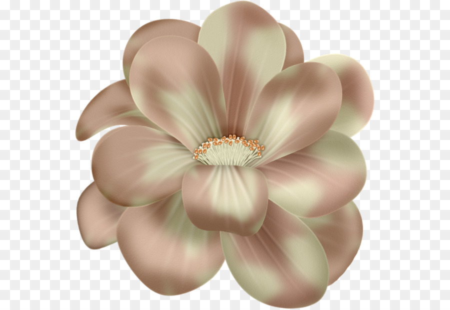 Rosa Blumen Tulpe clipart - Blume