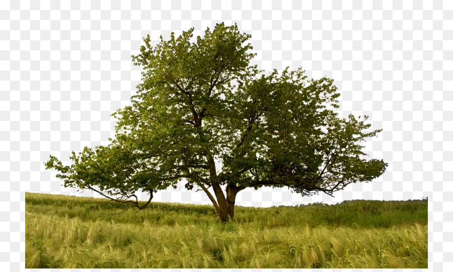 Baum der Erkenntnis des guten und bösen Baum des Lebens Meditation Symbol - andere