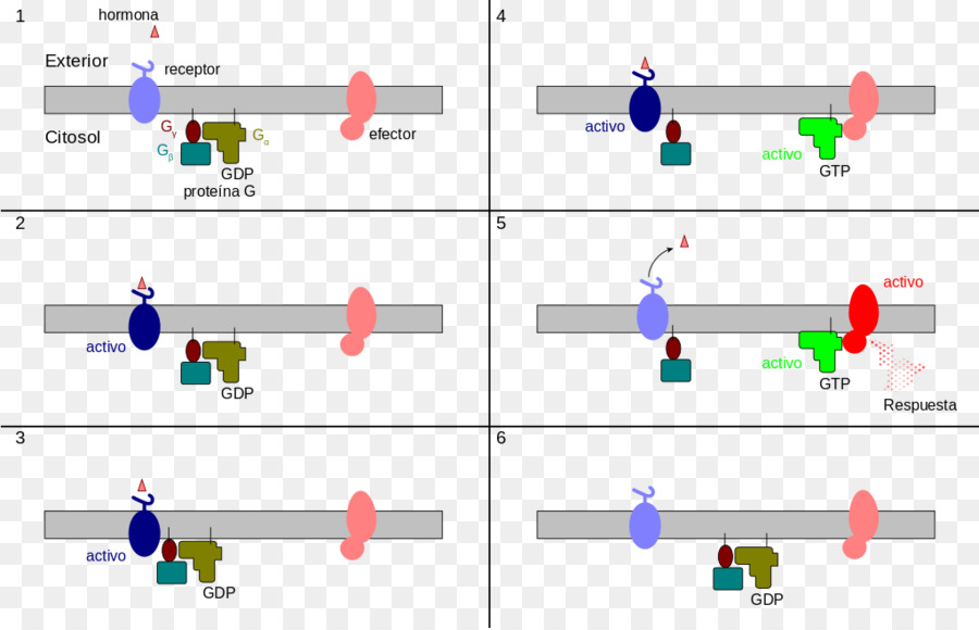 Recettore accoppiato a proteina G Eterotrimerica G di proteine - cascata di vettore
