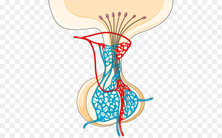 Medicine Cartoon png download - 505*555 - Free Transparent Pituitary Gland  png Download. - CleanPNG / KissPNG