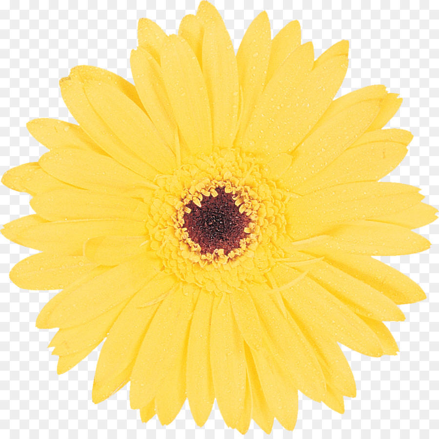 Gemeinsame Transvaal daisy daisy Gelb Clip-art - andere