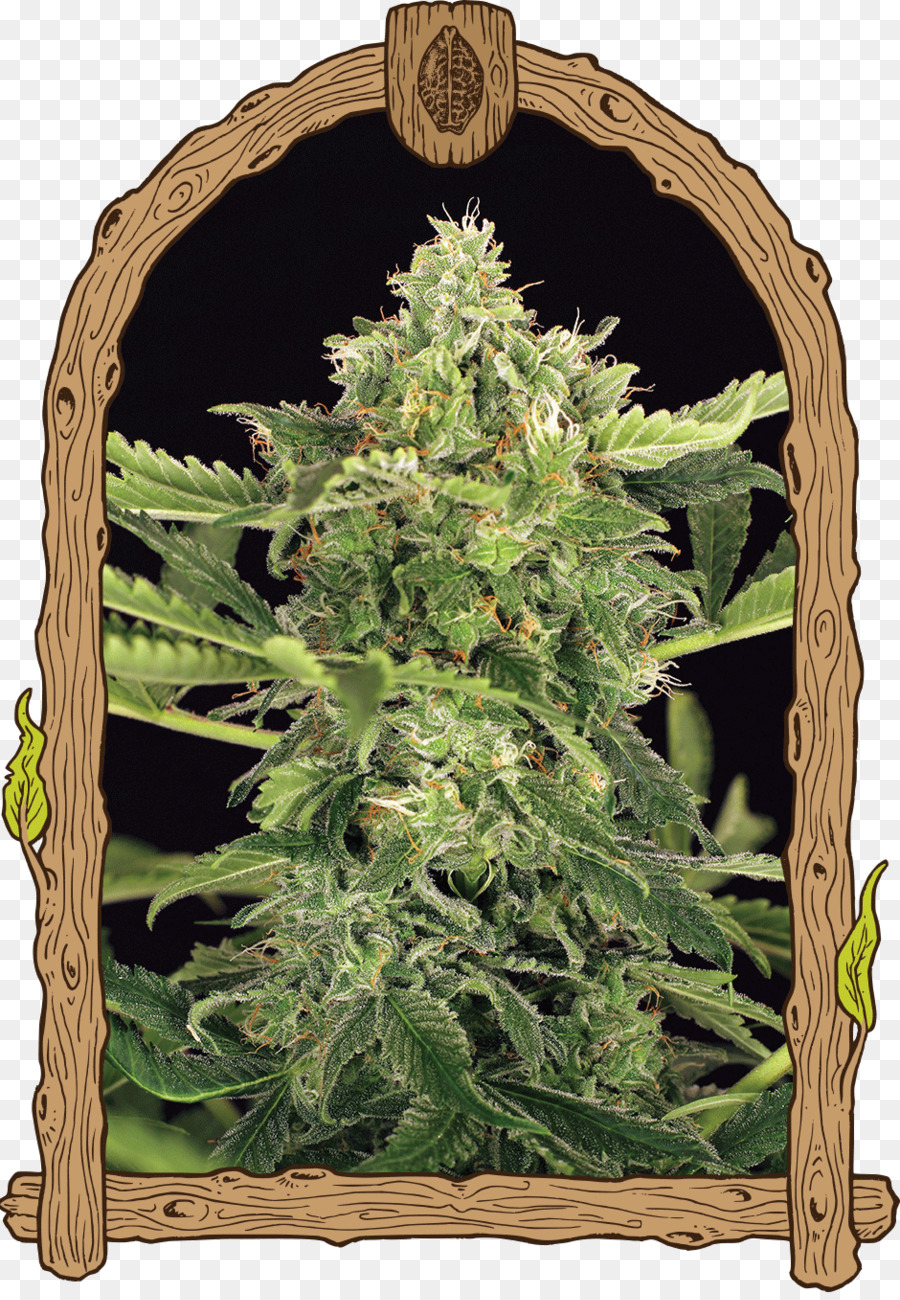 Autoflowering cannabis Samen bank Skunk - Skunk