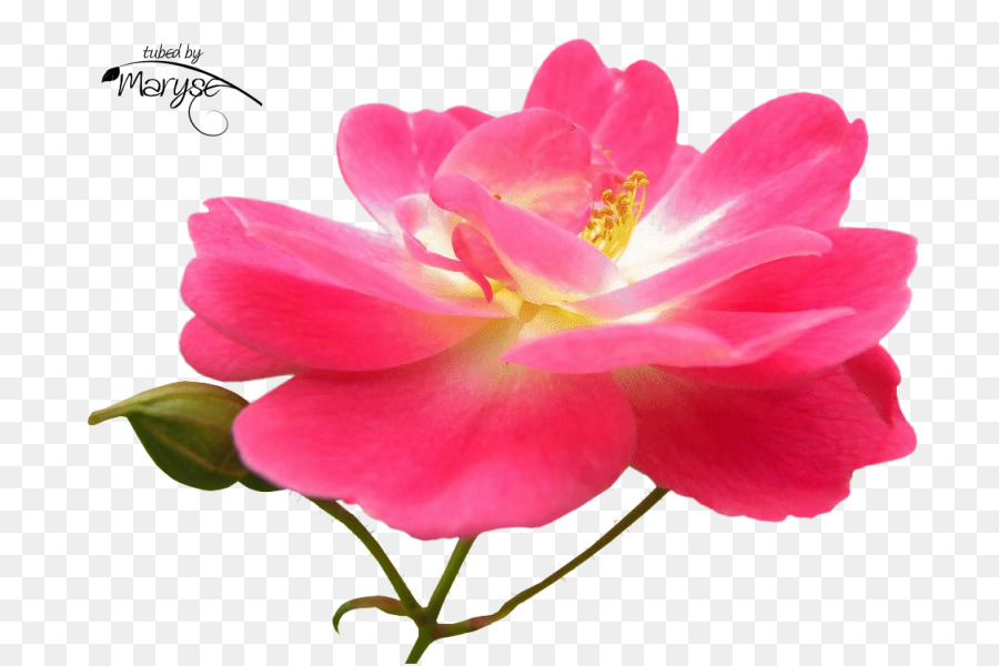 Floribunda rose da Giardino di Cavolo rosa rose francese Giapponese camelia - altri