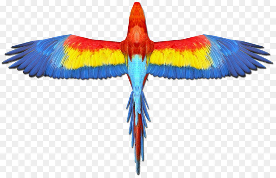 Scarlet macaw Parrot Vogel Flügel - Papagei