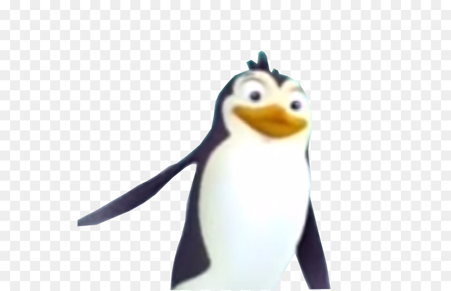 König Pinguin, Schnabel - Pinguin