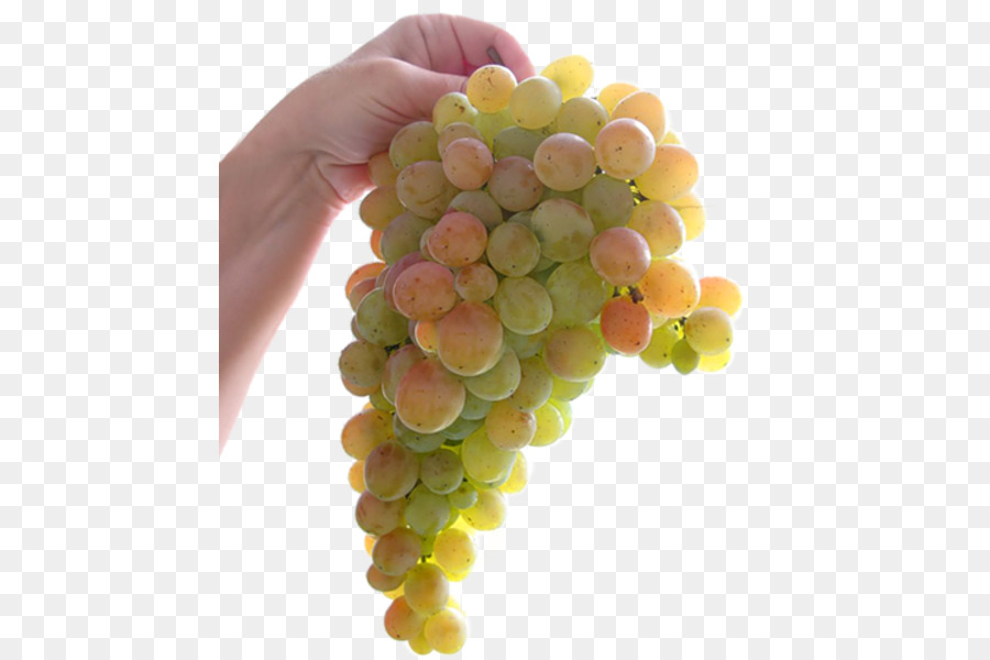 Uva estratto di semi d'Uva senza semi di frutta - uva