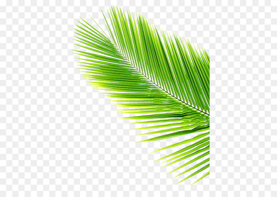 Asiatische palmyra palm Leaf Kokos Arecaceae - cocunt