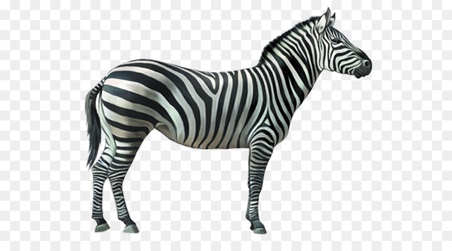 Burchell ' s zebra-Streifen Quagga Pferd - Zebra