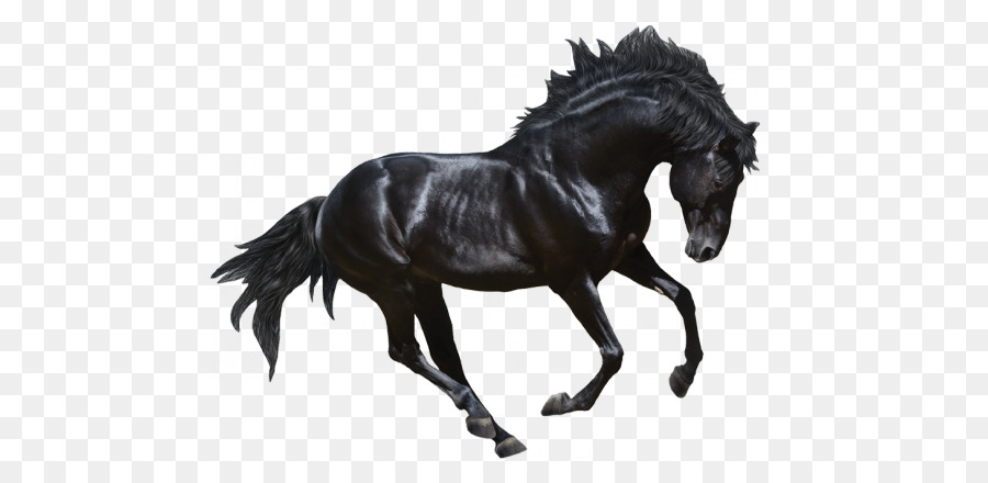 Cavallo andaluso Stallone Frisone cavallo Arabo cavallo al Galoppo - altri
