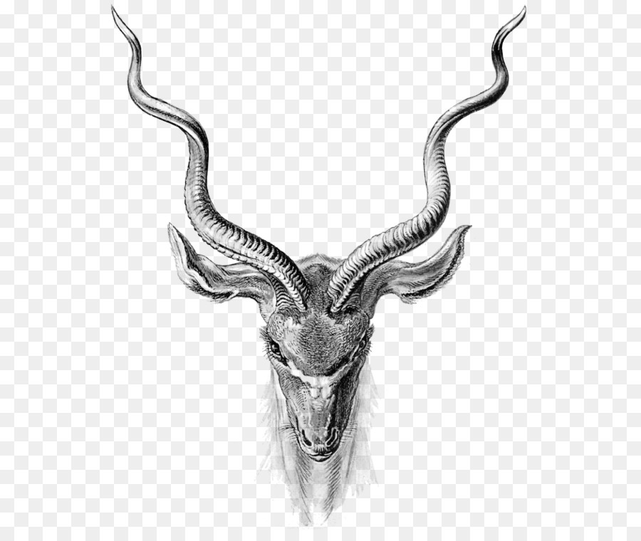 Pronghorn Antelope Clip art - Hirsch