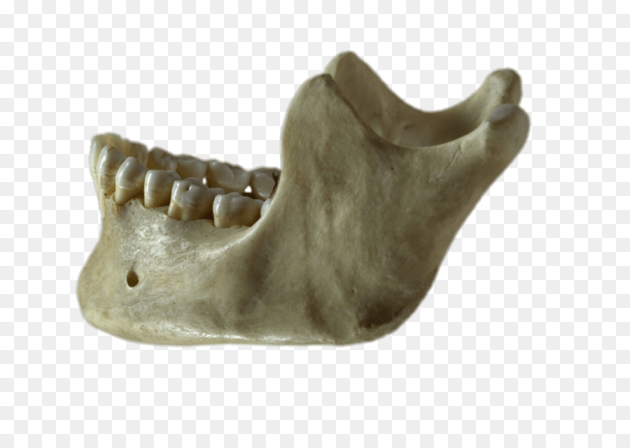 Mandibola Osso Mascellare Homo sapiens Cranio - cranio