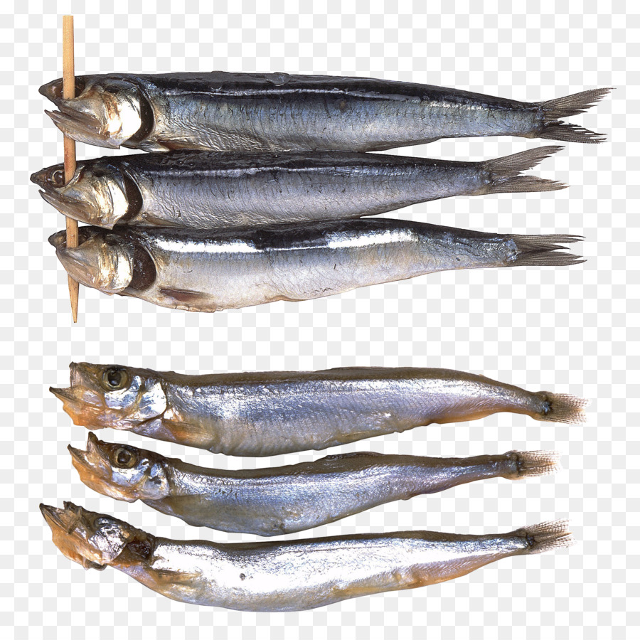 Sardine Süßwasserfische Scortum barcoo Bass - Fisch