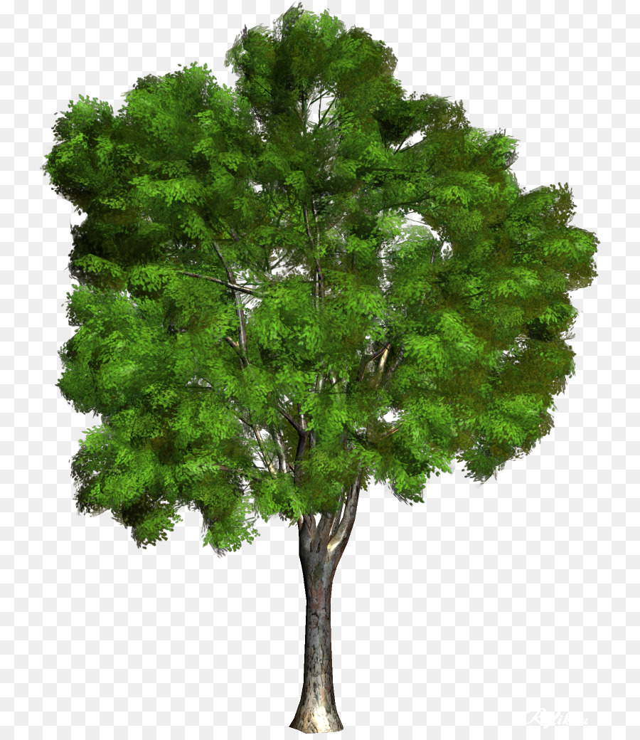 Champak Zweig Baum - Baum Grün