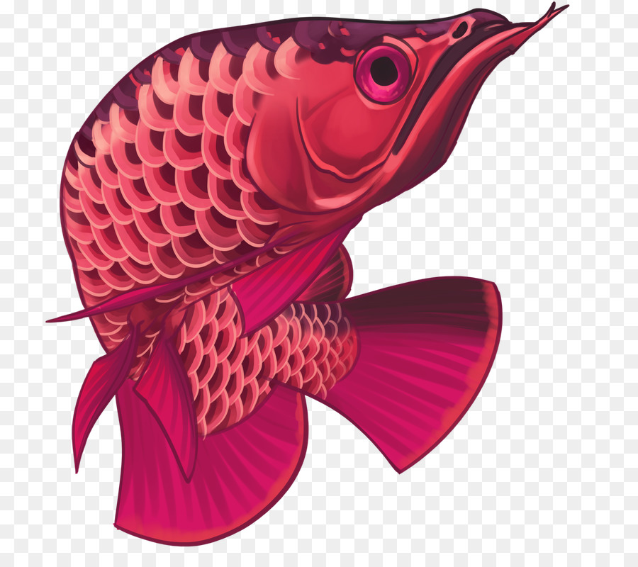Asiatische arowana Zierfische Tier - Fisch