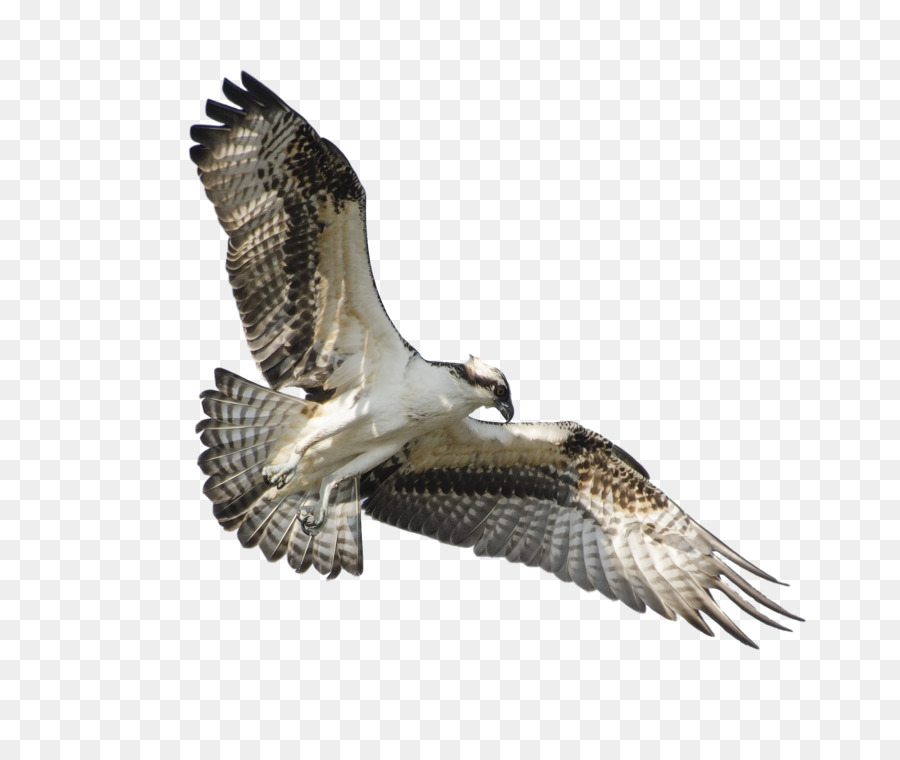 Uccello rapace in Volo il falco pescatore Ala - uccello
