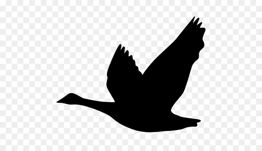 Uccello Dell'Oca Anatra Silhouette Ganso - D'oca