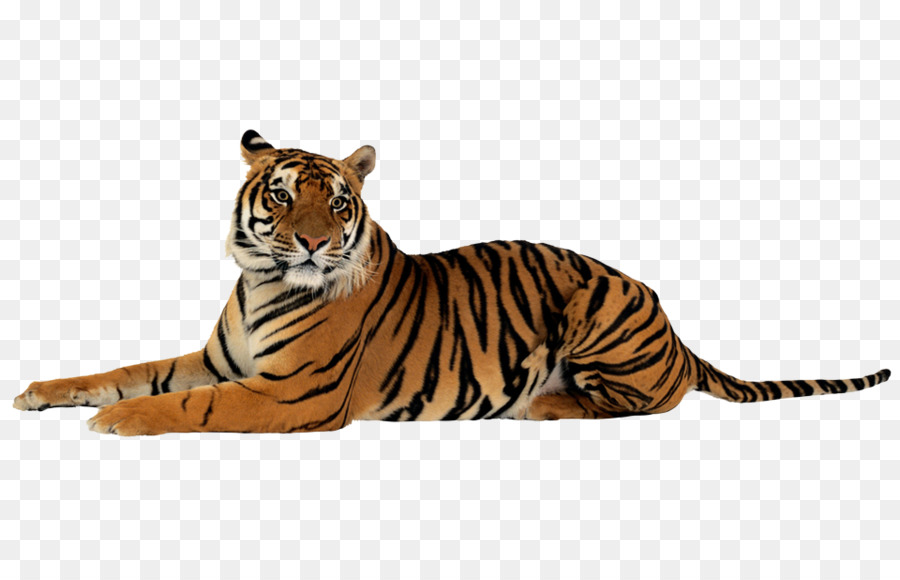 Tiger Felidae Clip art - Tiger