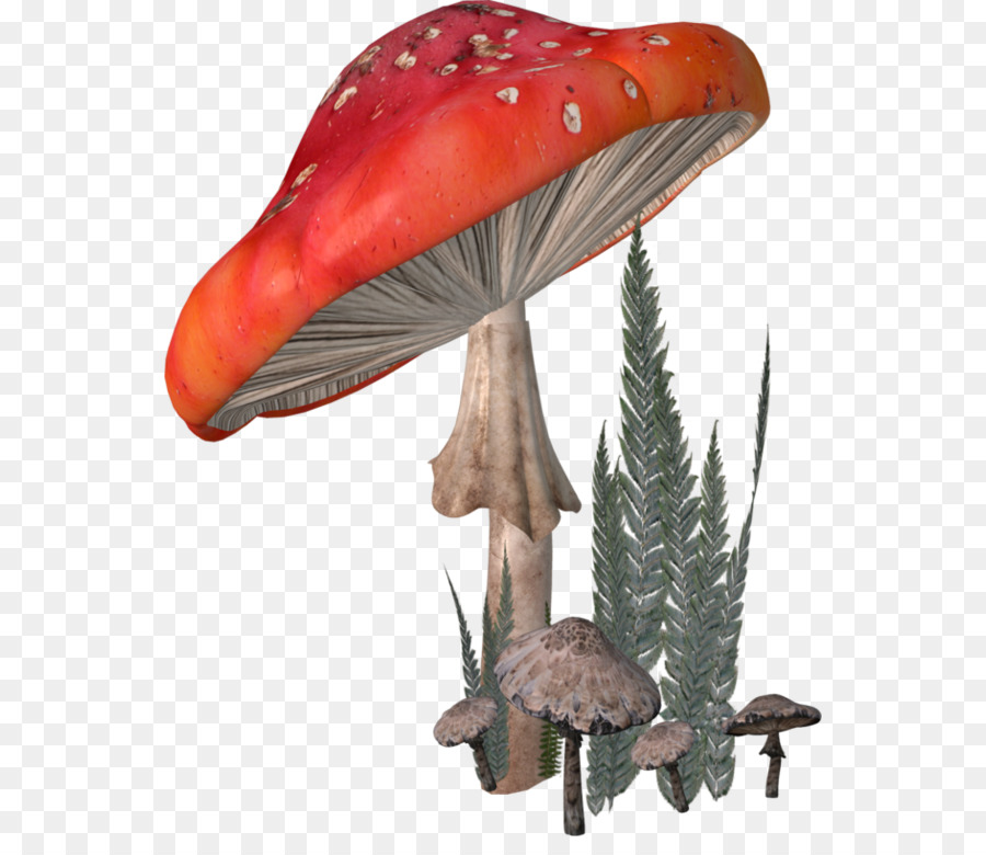Fungo Agaricaceae Amanita Clip art - altri