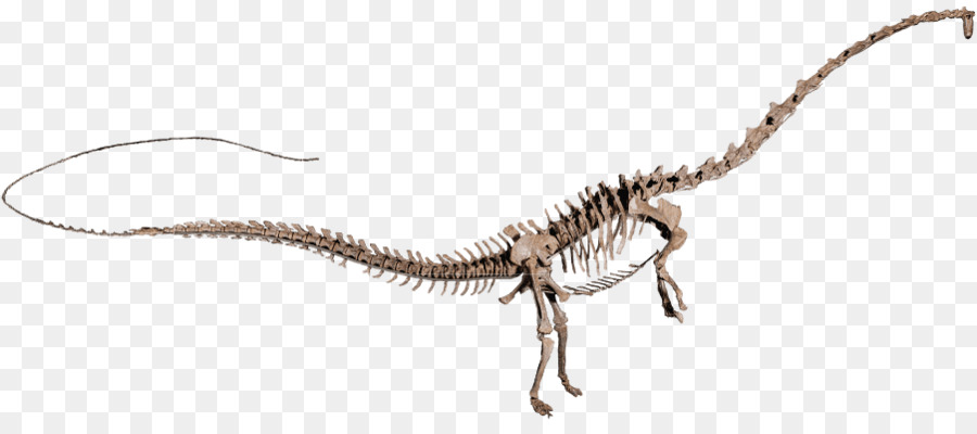 Amphicoelias Velociraptor Chan Argentinosaurus Khủng Long - Khủng long