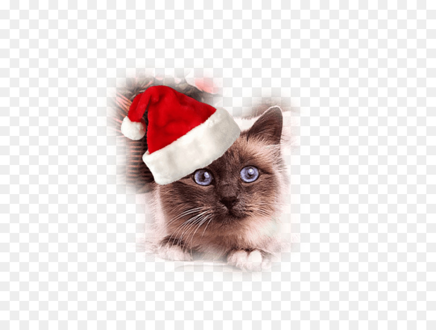 Schnurrhaare Katze Kätzchen Weihnachten Santa Claus - Mütze