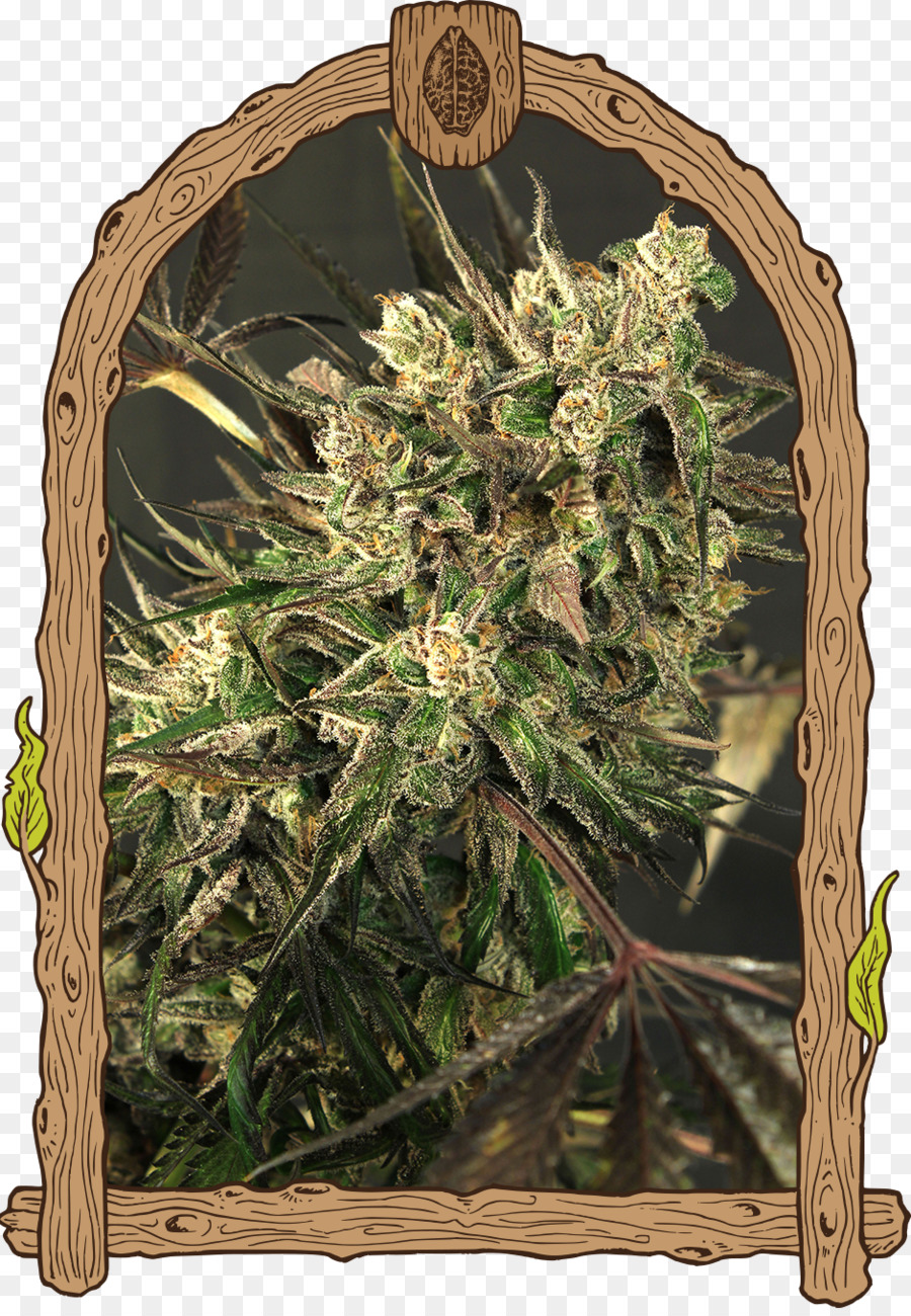 Farbe Sorte Cannabis sativa Seed - Cannabis