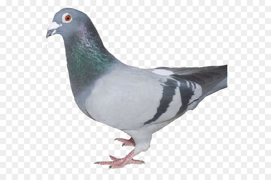 Stock dove Häuslichen Taube Columbidae, Feral pigeon Bird - Vogel