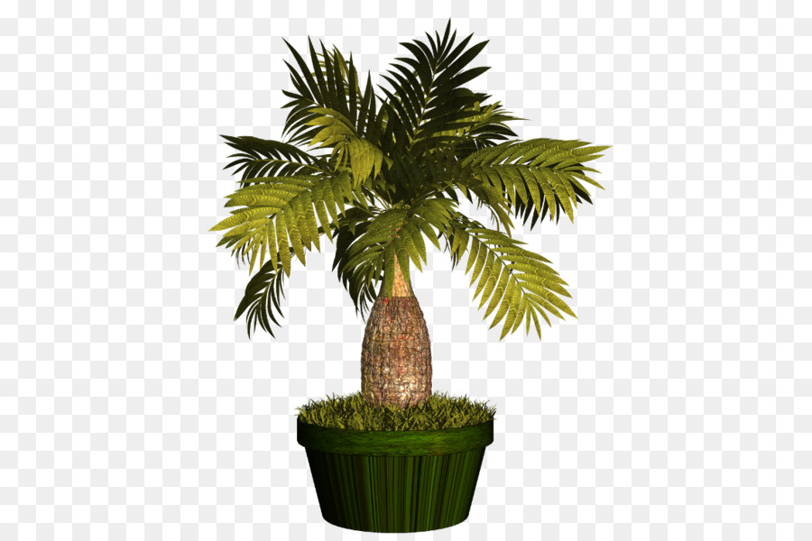 Asiatische palmyra Palme Blumentopf Arecaceae-Anlage - Anlage