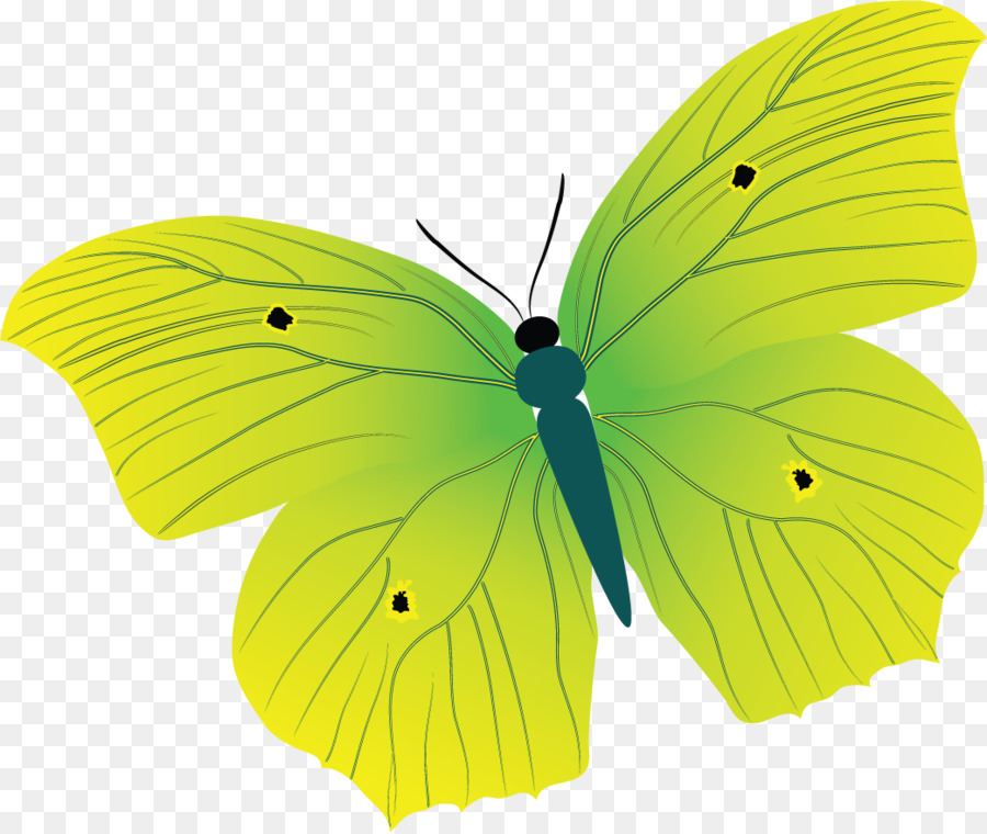 Offuscato gialli Pennello zampe farfalle Farfalla Pieridae - farfalla