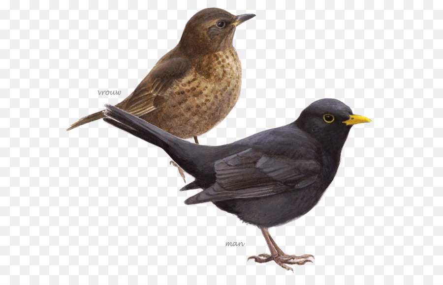 Common blackbird Grenzenlose Vogelbeobachtung: ein Jahr um die Welt House Sparrow BirdLife Niederlande - Vogel